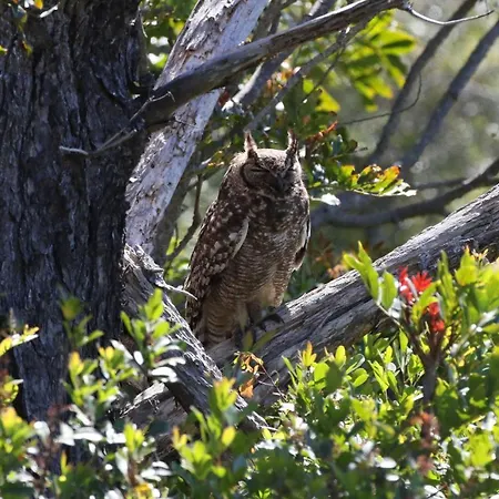The Wood Owl Natureʼs Valley Exterior foto