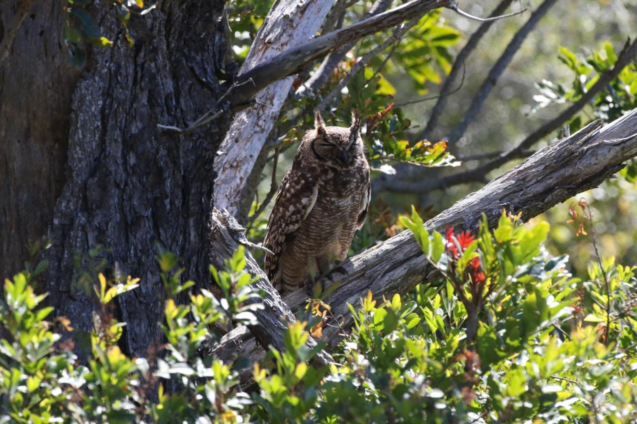 The Wood Owl Apartment